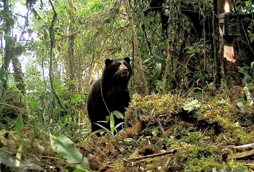 oso de anteojos